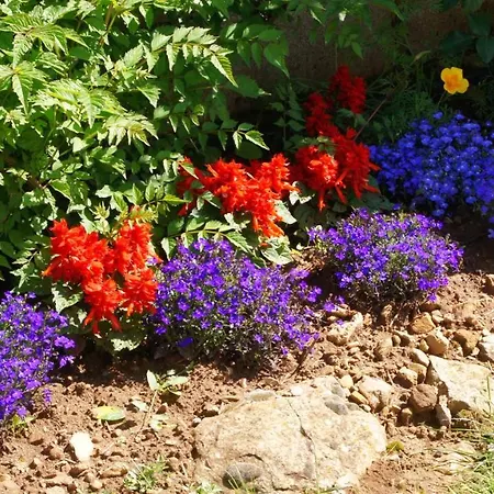 Acaba D'entrar לו קלאר